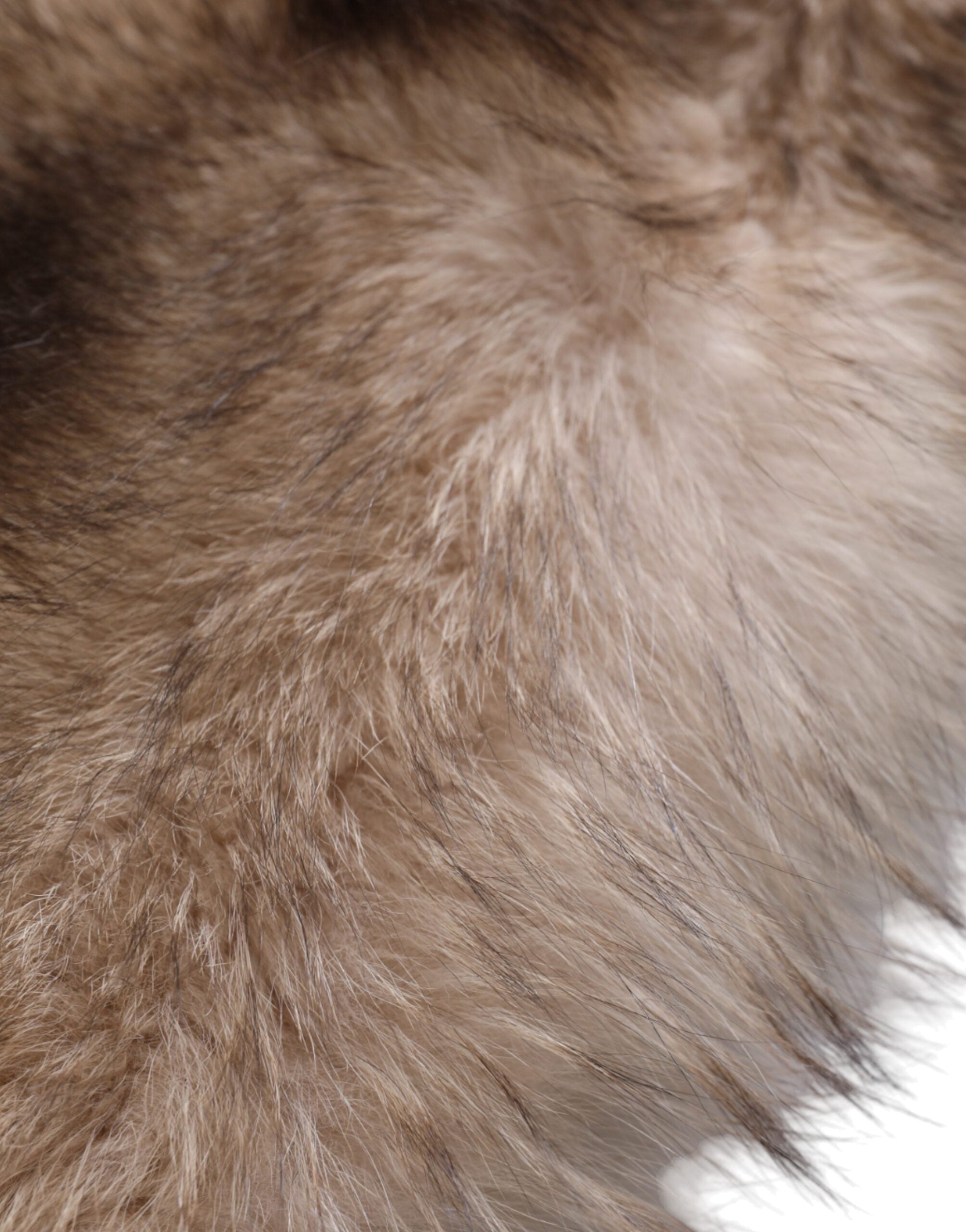 Brown frost fox fur neck warmer and winter scarf by Dolce & Gabbana, featuring plush fox fur and cozy, stylish design.