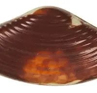 Jag Couture London Fashion Seashells - Praline Filled Marbled Seashells 12.5G - 14 Trays